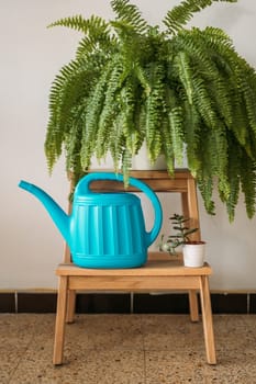 A wooden stool holding a blue watering can, fern, and succulent against a wall.