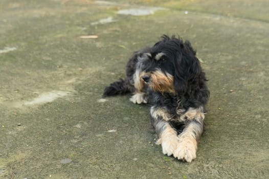 a dog lies in the courtyard of a restaurant in winter in Cyprus 6