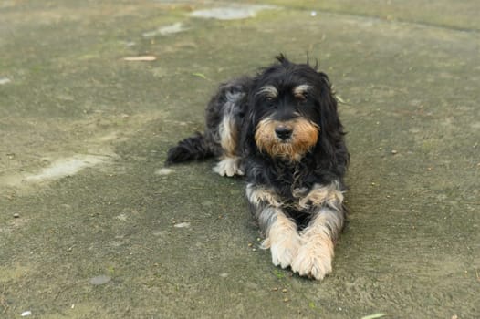 a dog lies in the courtyard of a restaurant in winter in Cyprus 5