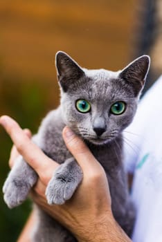 Beautiful domestic gray or blue British short hair cat with blue green eyes on wooden background