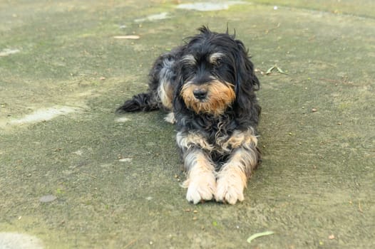 a dog lies in the courtyard of a restaurant in winter in Cyprus 4