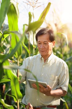 Portrait of senior farmer holding digital tablet checking the quality of his corn field during sunset.