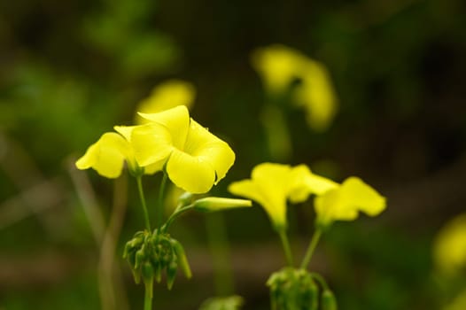 yellow wildflowers in Cyprus in winter on a sunny day 2