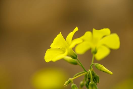yellow wildflowers in Cyprus in winter on a sunny day 1