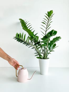 Cropped shot of a male hand watering a home plant in a flower pot with a pink watering can on a white table. Houseplant care. Minimalist interior. High quality photo