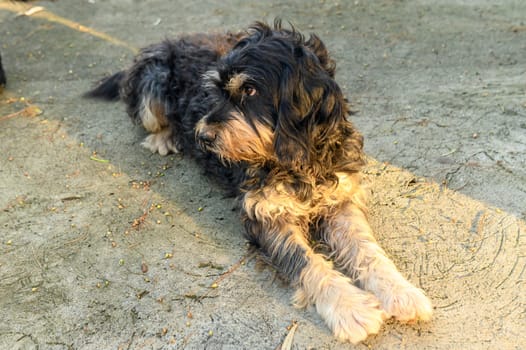 a dog lies in the courtyard of a restaurant in winter in Cyprus 2