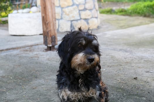 a dog lies in the courtyard of a restaurant in winter in Cyprus 1