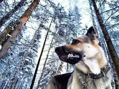 Dog German Shepherd in forest or in park in a winter day and white snow arround. Waiting eastern European dog veo and white snow