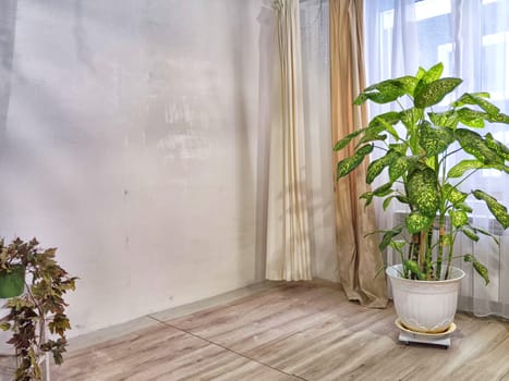 Room with fabric curtains, window, lighting and big home flower dieffenbachia. Loft style in interior. Background and location for photo shoot