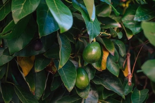 Avocado fruits on a Avocado tree in a garden. Avocado production or agriculture concept