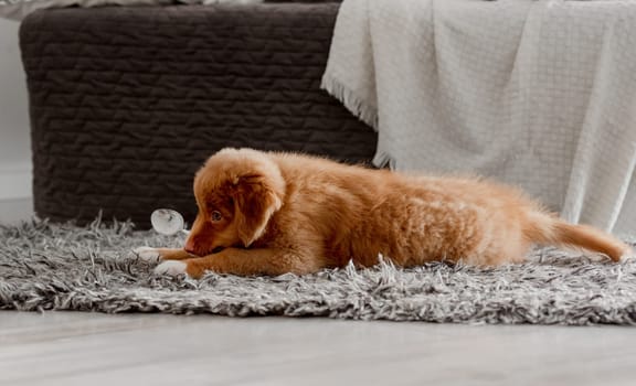 Bright Toy Duck Entertains Toller Puppy In Room, A Nova Scotia Duck Tolling Retriever