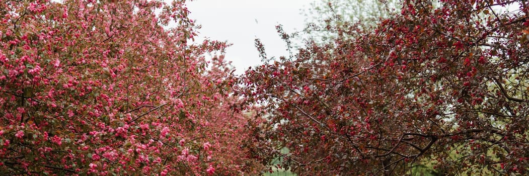 Alley of pink apple trees in the park