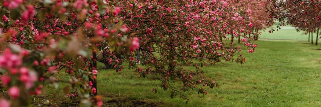 Alley of pink apple trees in the park