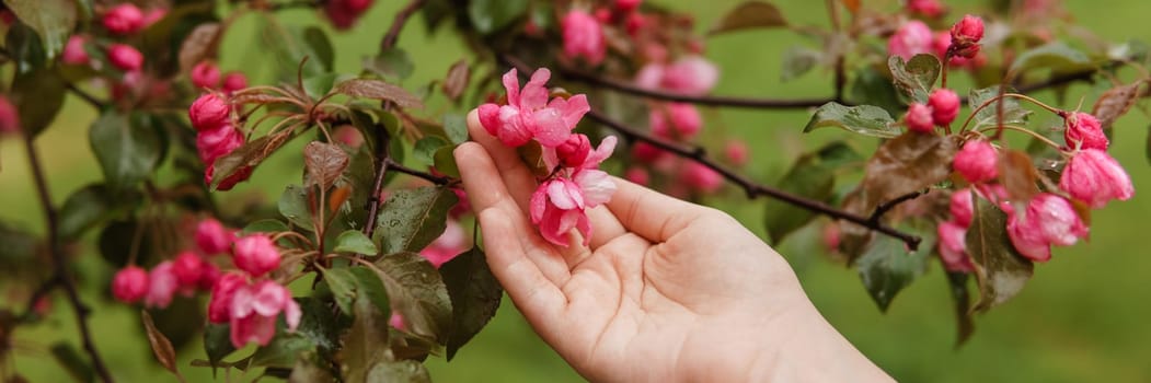 Pink flowers of a blossoming apple tree in a woman's hand