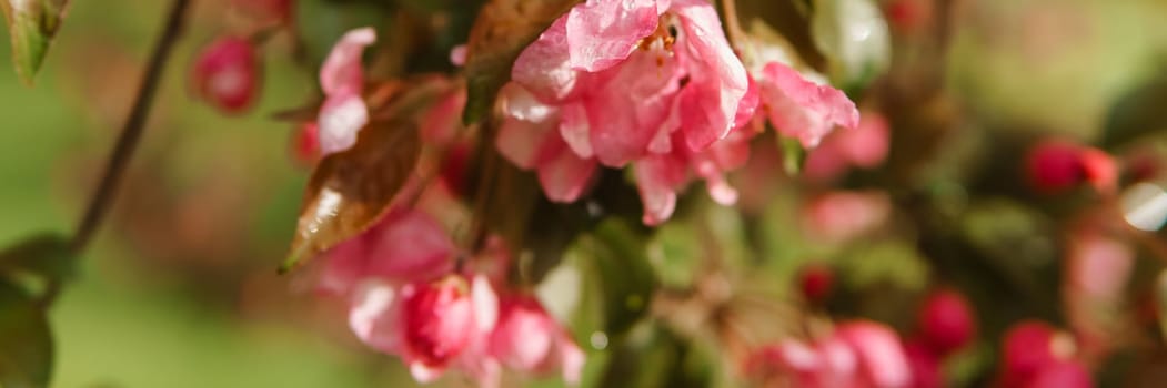 Pink flowers of blooming Apple trees close-up. Flowering Apple trees after the rain. Raindrops on the leaves