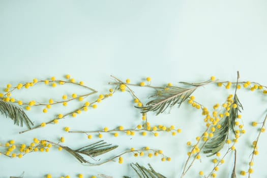 Mimosa twigs are spread out on a mint background. Spring concept. Spring background. A top view of a flat image, place for text.