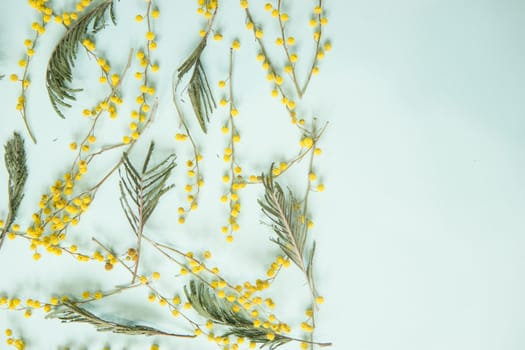 Mimosa twigs are spread out on a mint background. Spring concept. Spring background. A top view of a flat image, place for text.
