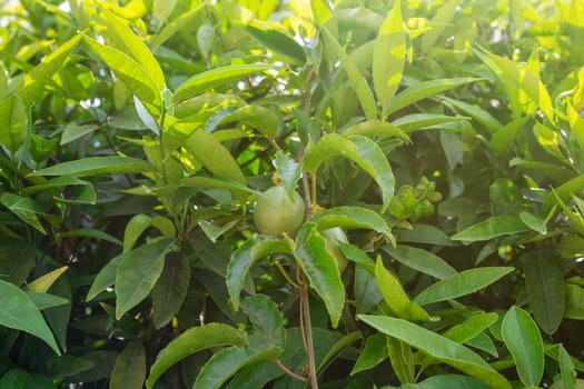 Passion fruit maracuja growing on the tree in the garden, beauty summer day