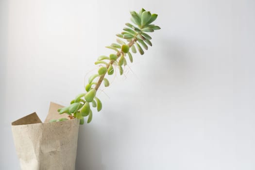 The echeveria succulent has stretched out due to lack of light. etiolation of succulents.