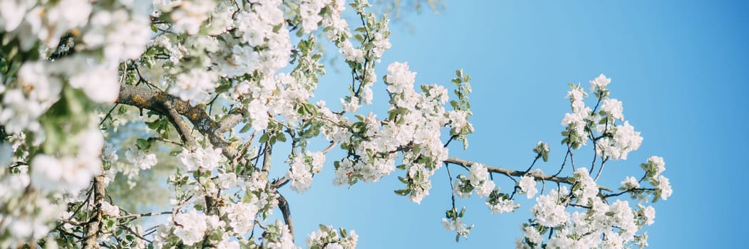 Blooming Apple tree branches with white flowers close-up, spring nature background