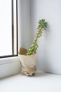 The echeveria succulent has stretched out due to lack of light. etiolation of succulents.