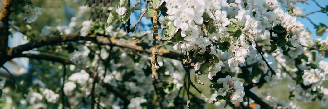 Blooming Apple tree branches with white flowers close-up, spring nature background