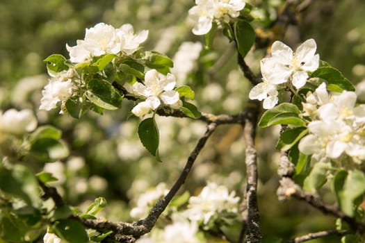 Blooming Apple tree branches with white flowers close-up, spring nature background