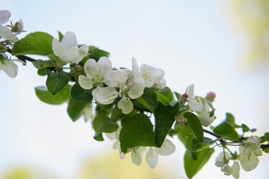 Blooming Apple tree branches with white flowers close-up, spring nature background