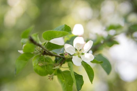 Blooming Apple tree branches with white flowers close-up, spring nature background