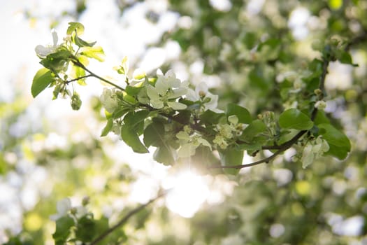 Blooming Apple tree branches with white flowers close-up, spring nature background