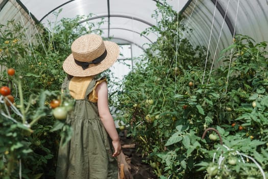 A little girl in a straw hat is picking tomatoes in a greenhouse. Harvest concept.