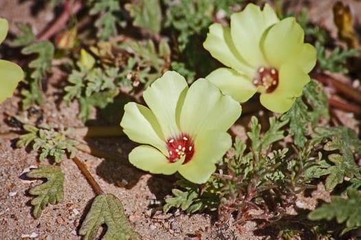 The bright yellow flowers of the Devils thorn (Tribulus zeyheri) in Namaqualand South Africa produces the terrible thorns the weed is named for.