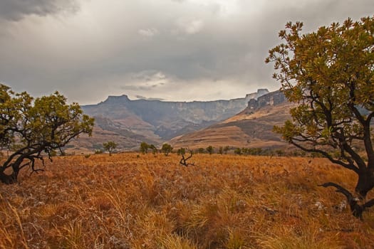The Amphitheater formation seen from a hiking trail in the Royal Natal National Park in the Drakensberg South Africa