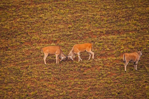 Two young  Eland (Taurotragus oryx) establishes dominance by playfighting in the Drakensberg South Africa.