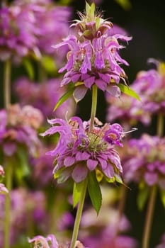Lemon Beebalm (Monarda citriodora) is a perenial with lovely flowers but also culinary and medicinal uses.