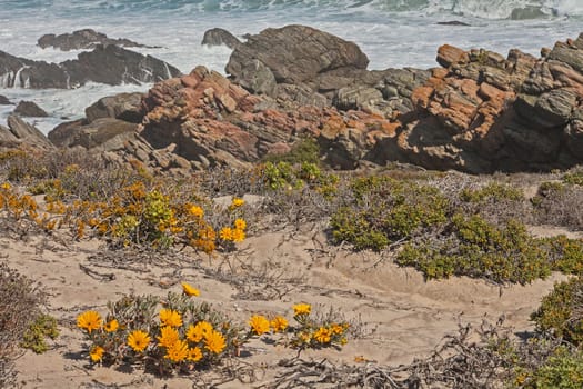 Wild flowers on the beach in Namaqualand