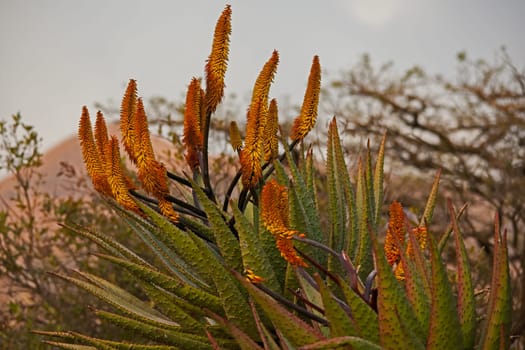 Mountain Aloe (Aloe ferox), previously known as Aloe candelabrum, in the Didima section of the uKahlamba Transfrontier Mountain Park