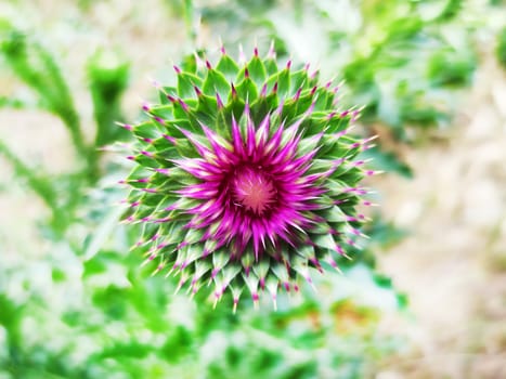 blooming pink thistle bud, macro photography for abstract plant background close-up