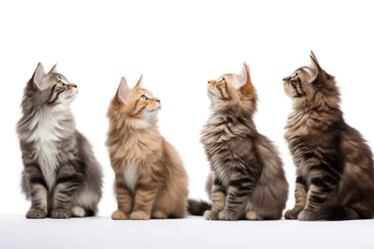 Four Maine Coon cats sitting side by side against a white background, attentively looking upwards with interest.