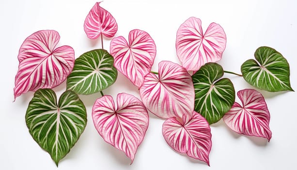Caladiums patterned leaves on white background. High quality photo