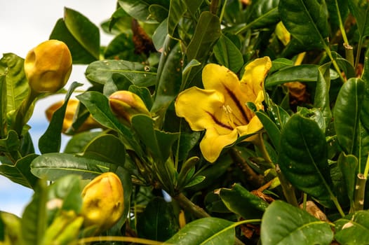 yellow tropical flowers in winter in cyprus 2