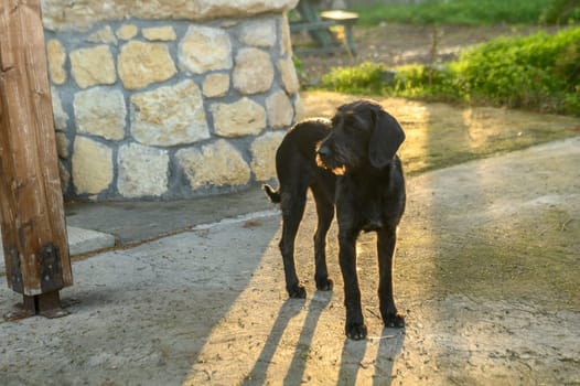 yard dog near a restaurant in Cyprus