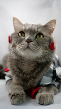 A cute gray cat scottish straight is wearing a chirt with red heart patterns and a red bowtie on February 14 for Valentine's Day. The pet is lying down on surface white background