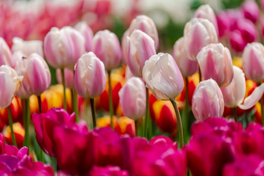 Pink tulips spring blossoming, bokeh flower background, pastel and soft floral card, selective focus.