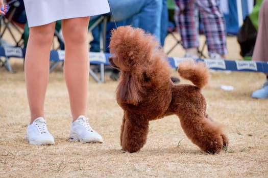 A beautiful miniature red-colored poodle in a rack shows off his figure