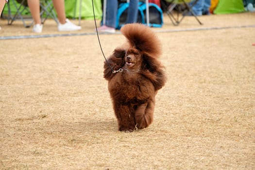 A beautiful miniature poodle on a walk on a leash with a chic hairstyle