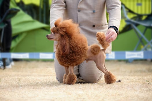 A beautiful miniature red-colored poodle at a dog show in a rack