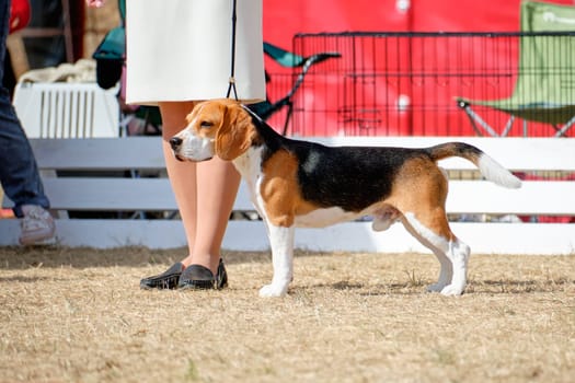 A beagle dog stands in a stand next to a woman