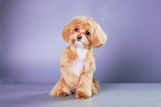 A miniature poodle puppy sits with its paw raised, carefully watching what is happening