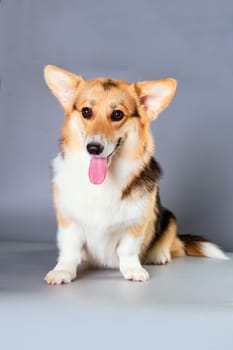 Beautiful corgi dog sitting, vertical photo